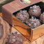 Irish Cream and Cocoa Nib Truffles